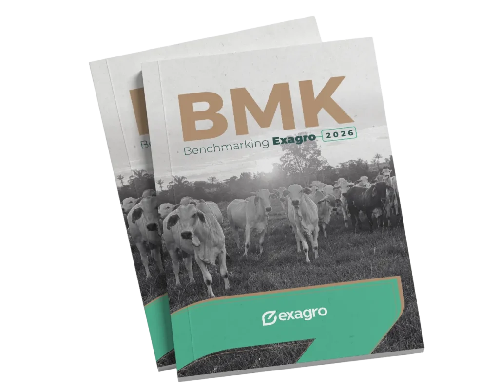BMK MOCKUP - 2026